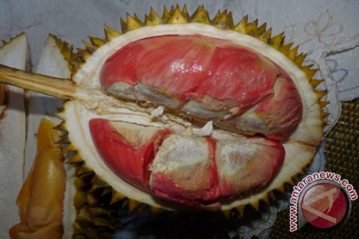Durian Merah Banyuwangi Kini Miliki 65 Varietas
