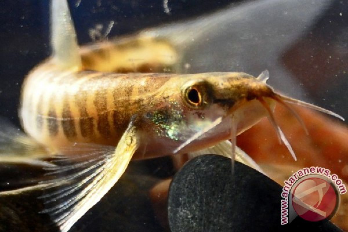 Peneliti Berhasil Pijahkan Ikan Uceng Secara Buatan