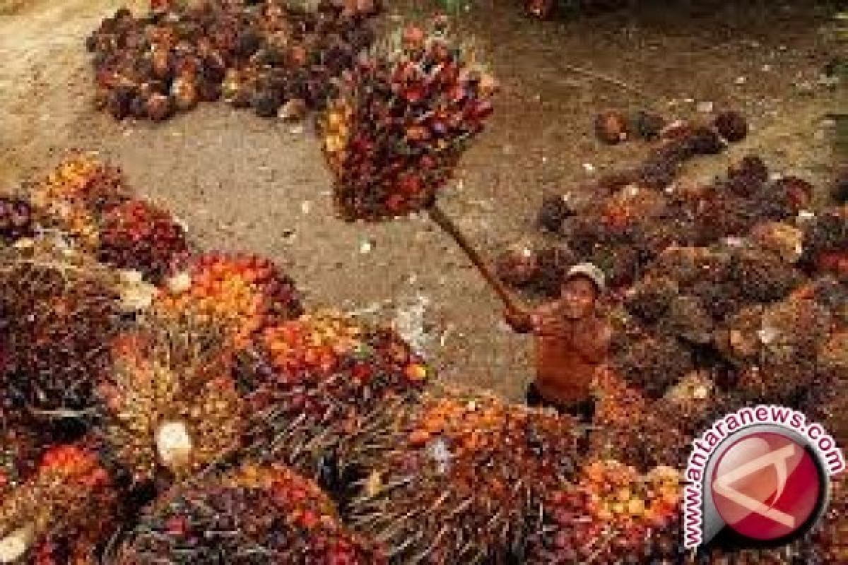 Harga CPO di Jambi naik Rp41 per kg