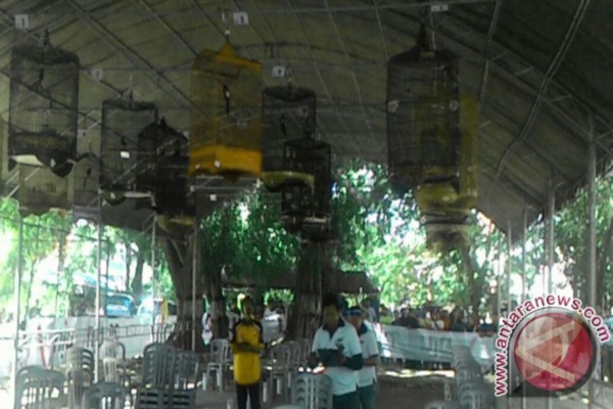 300 Burung Ramaikan Lomba Burung Berkicau