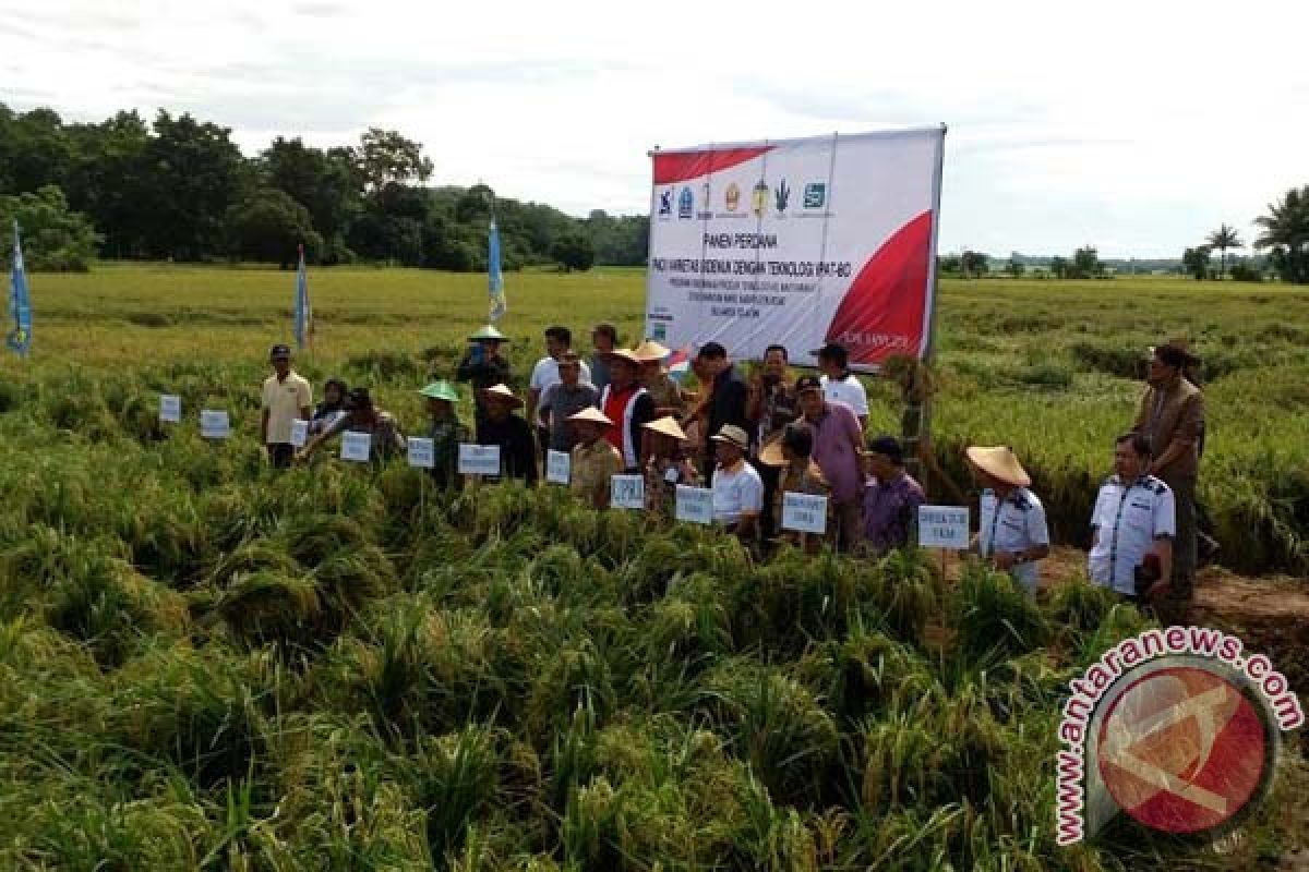 Teknologi IPAT-BO lipatgandakan produksi padi 