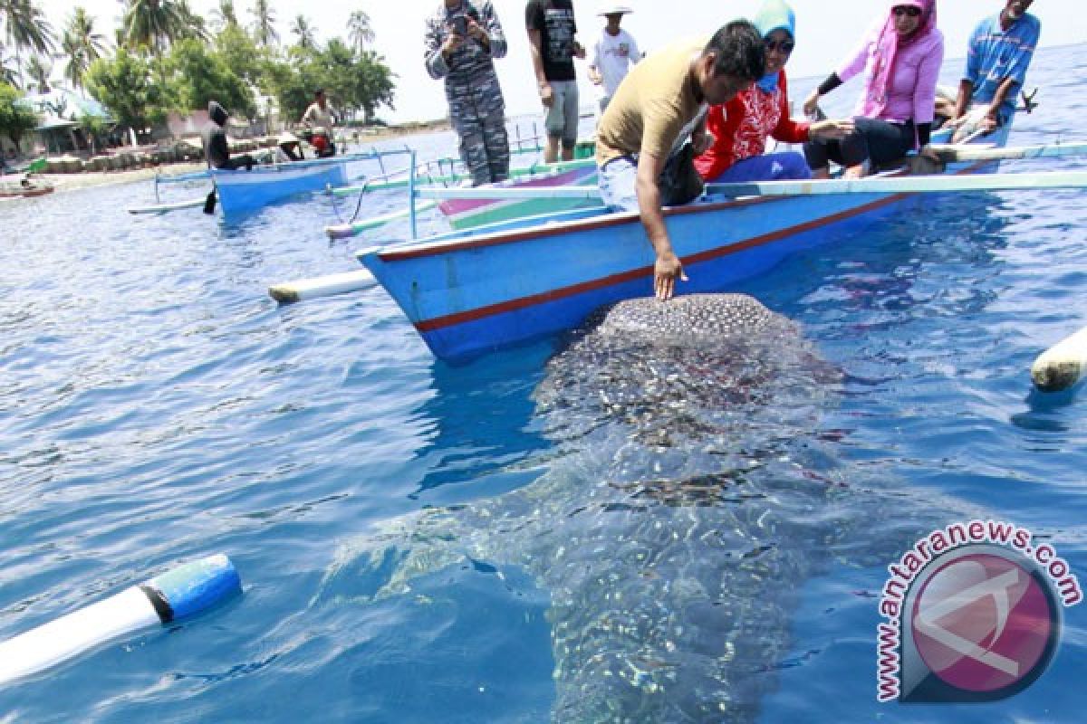 Botubarani whale shark attraction cleaned up from waste