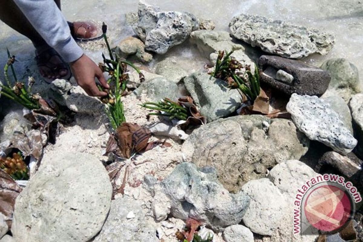 Seribu Mangrove Ditanam Di Pantai Panjang Bengkulu