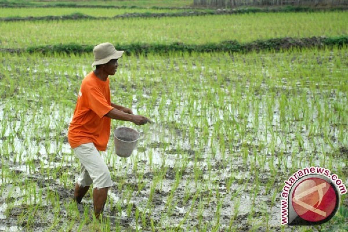 Sampang Kekurangan 99 Tenaga Penyuluh Pertanian