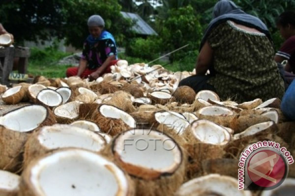 Harga kopra naik, petani Buton Utara gembira