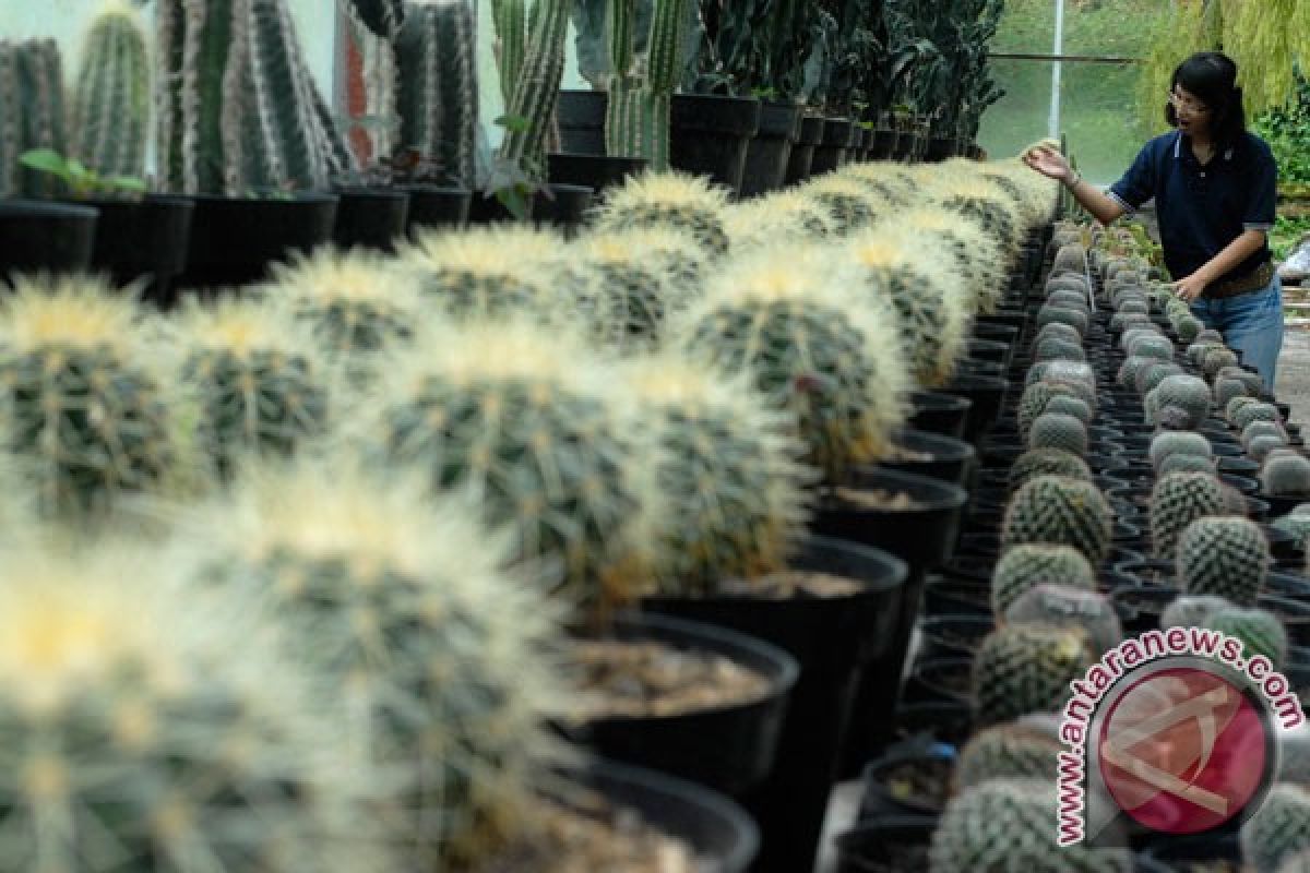 Kebun Raya Cibodas dipadati ribuan pengunjung