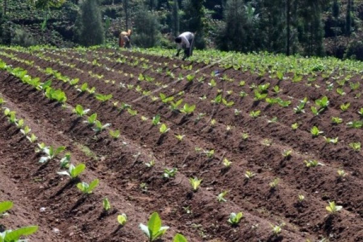 Petani Lereng Sumbing Mulai Tanam Tembakau