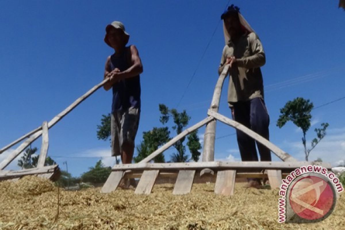 Harga gabah di Situbondo turun Rp4.200 per kilogram