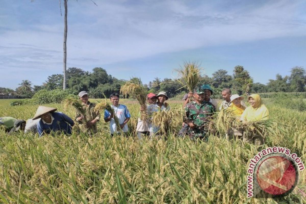 90 Persen Lahan Pertanian Jember Sudah Panen