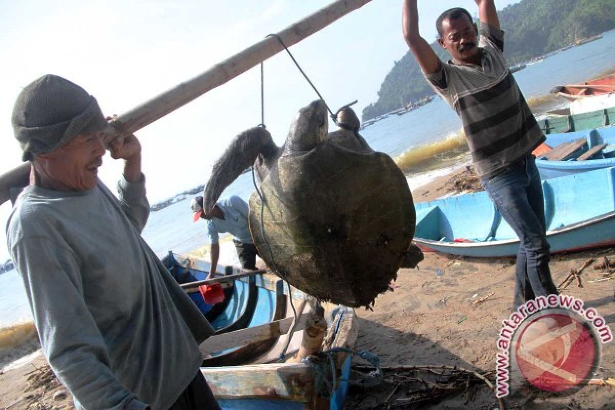 Di pesisir Tulungagung indukan penyu bertelur turun drastis