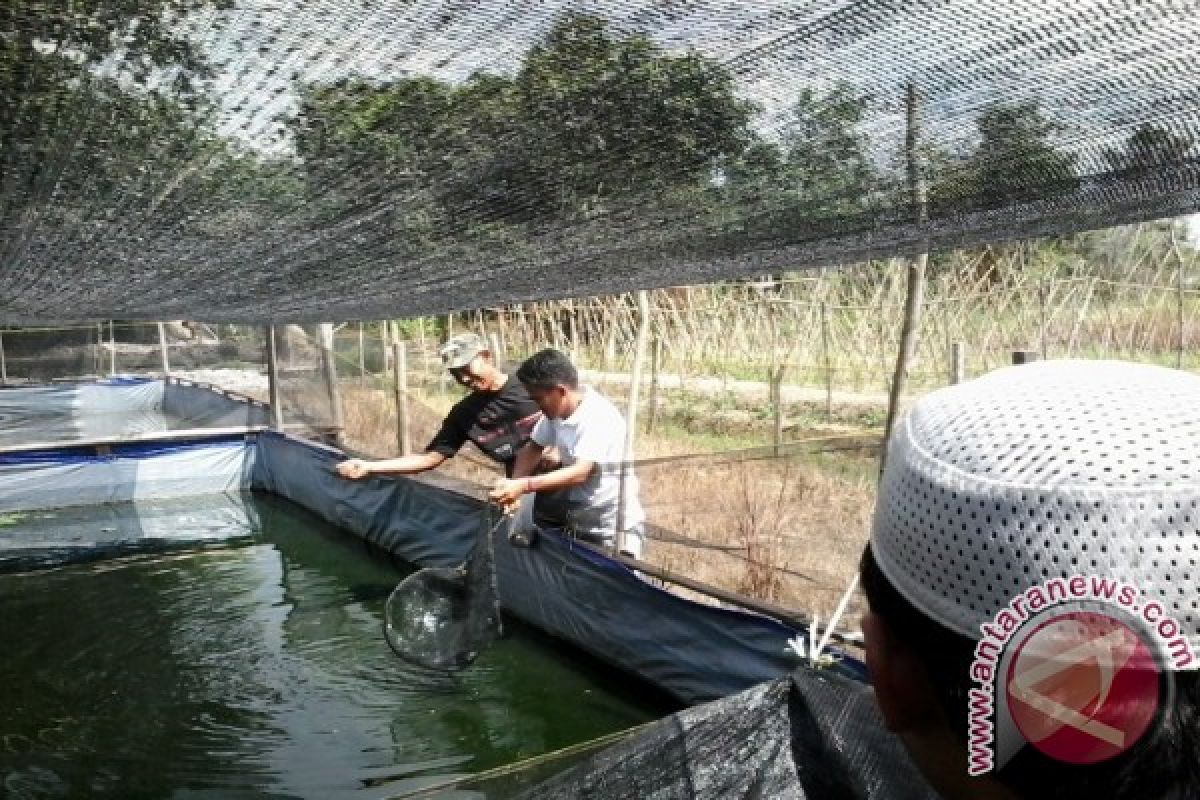 Pengusaha diharapkan bantu peternak ikan lele Kaltim