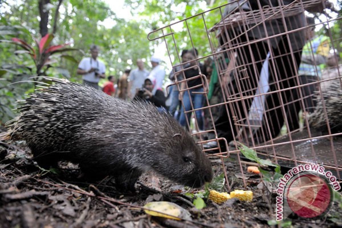 Bali Zoo lepasliarkan landak jawa langka