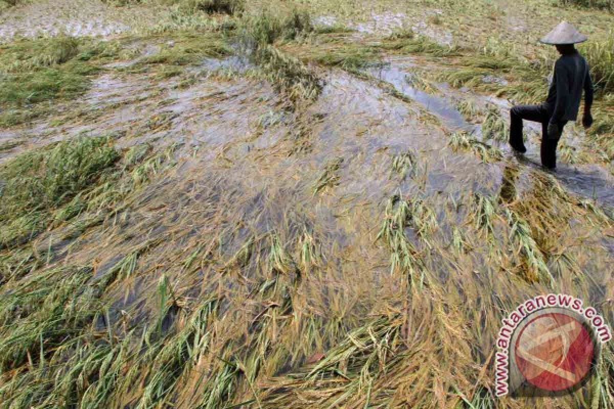 Puluhan Hektare Sawah di Tulungagung Terendam Banjir