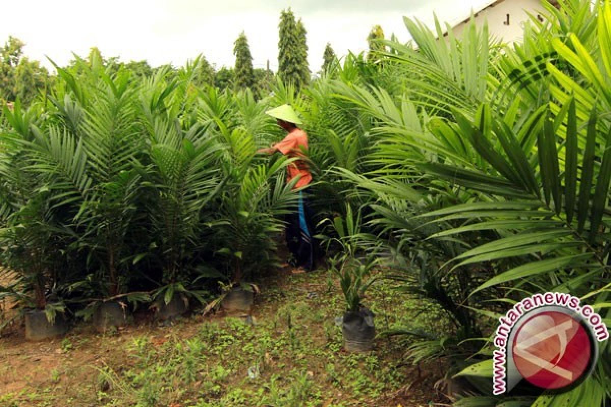 Harga TBS sawit di Bangka Tengah turun