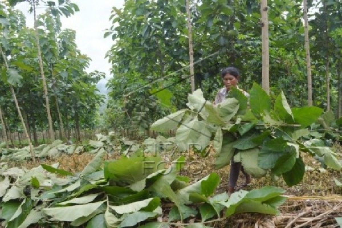 DIY dorong masyarakat dukung perluasan hutan rakyat