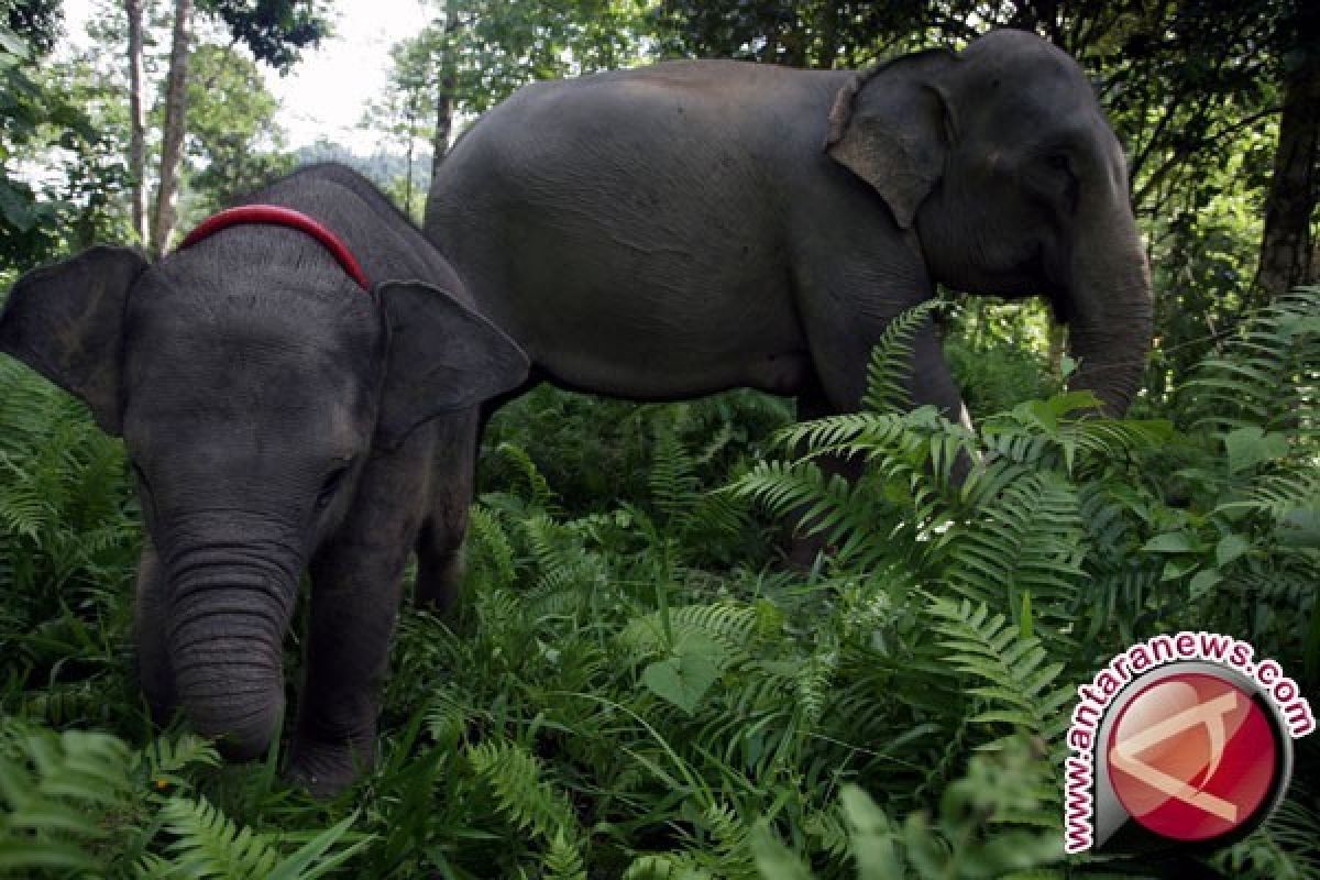 BKSDA Jambi giring tiga ekor gajah ke habitatnya