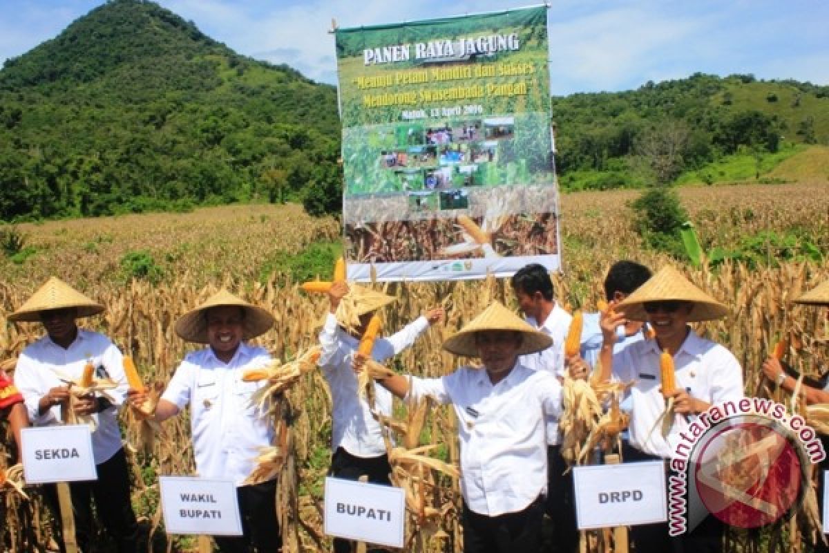 Produksi jagung KSB di bawah target