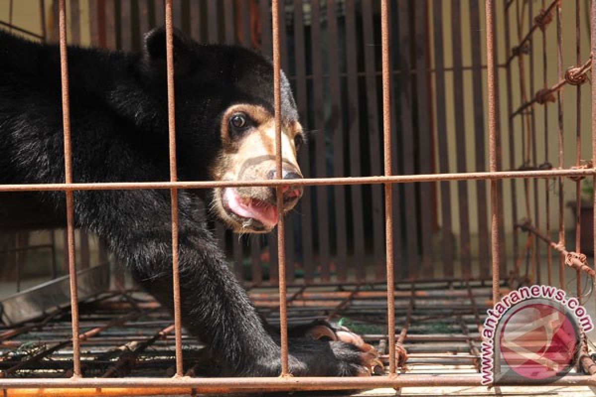 Perusahaan sawit diminta lestarikan satwa dilindungi