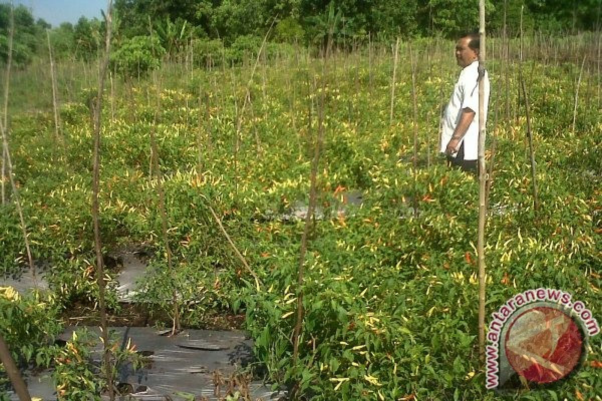 Harga cabai rawit mulai naik di Pontianak