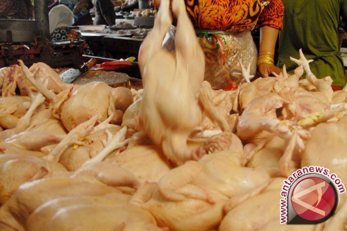 Penjualan ayam di Pangkalpinang meningkat tajam jelang tahun baru