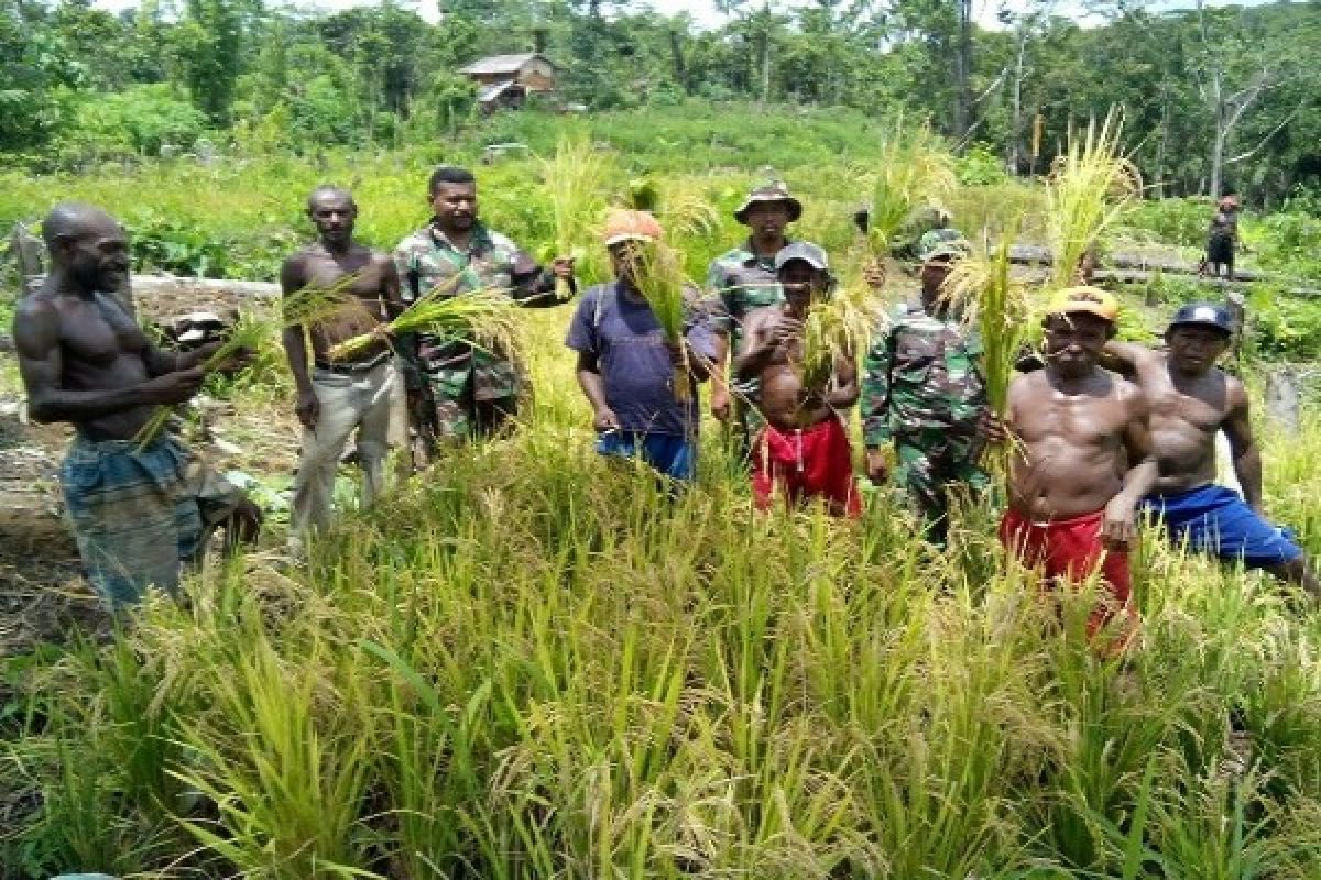 Kodam Cenderawasih dan Bulog upayakan penyerapan 30 ribu ton gabah