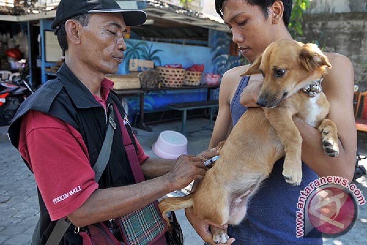 92.000 hewan penular rabies di Badung divaksinasi pada 2018