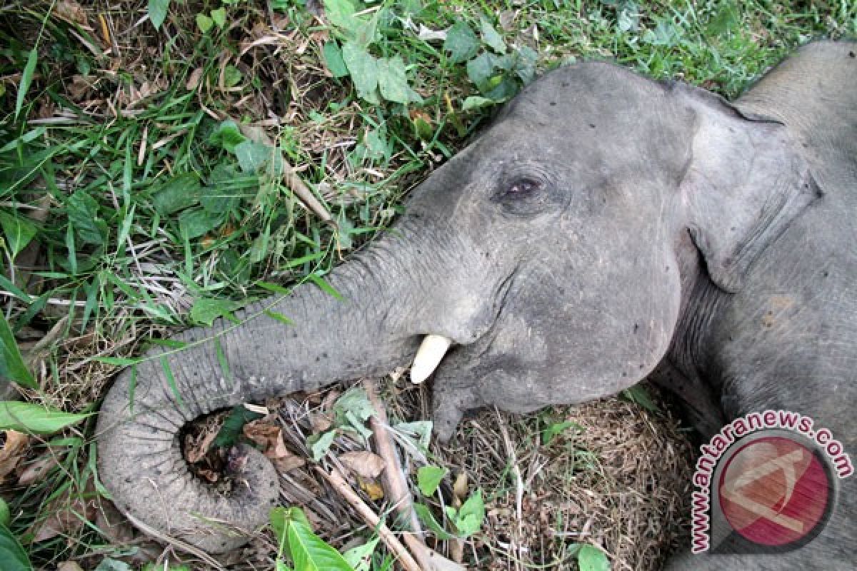 Seekor anak gajah ditemukan mati di Aceh