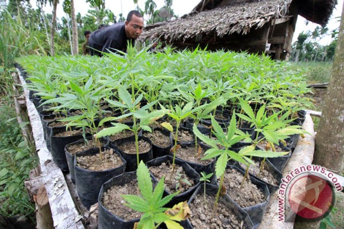 Polisi buru bandar ganja yang memanfaatkan anak-anak