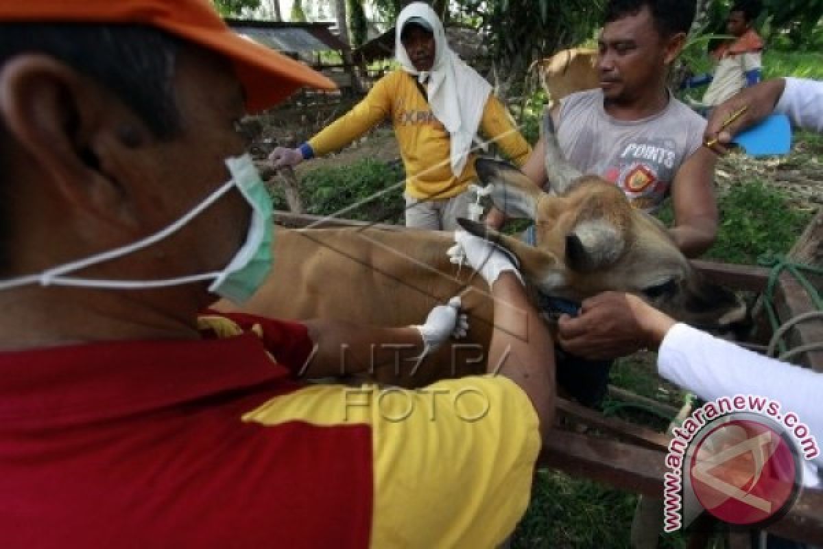 Pemkab Gorontalo Gandeng BBVET Maros Tangani Penyakit Antraks