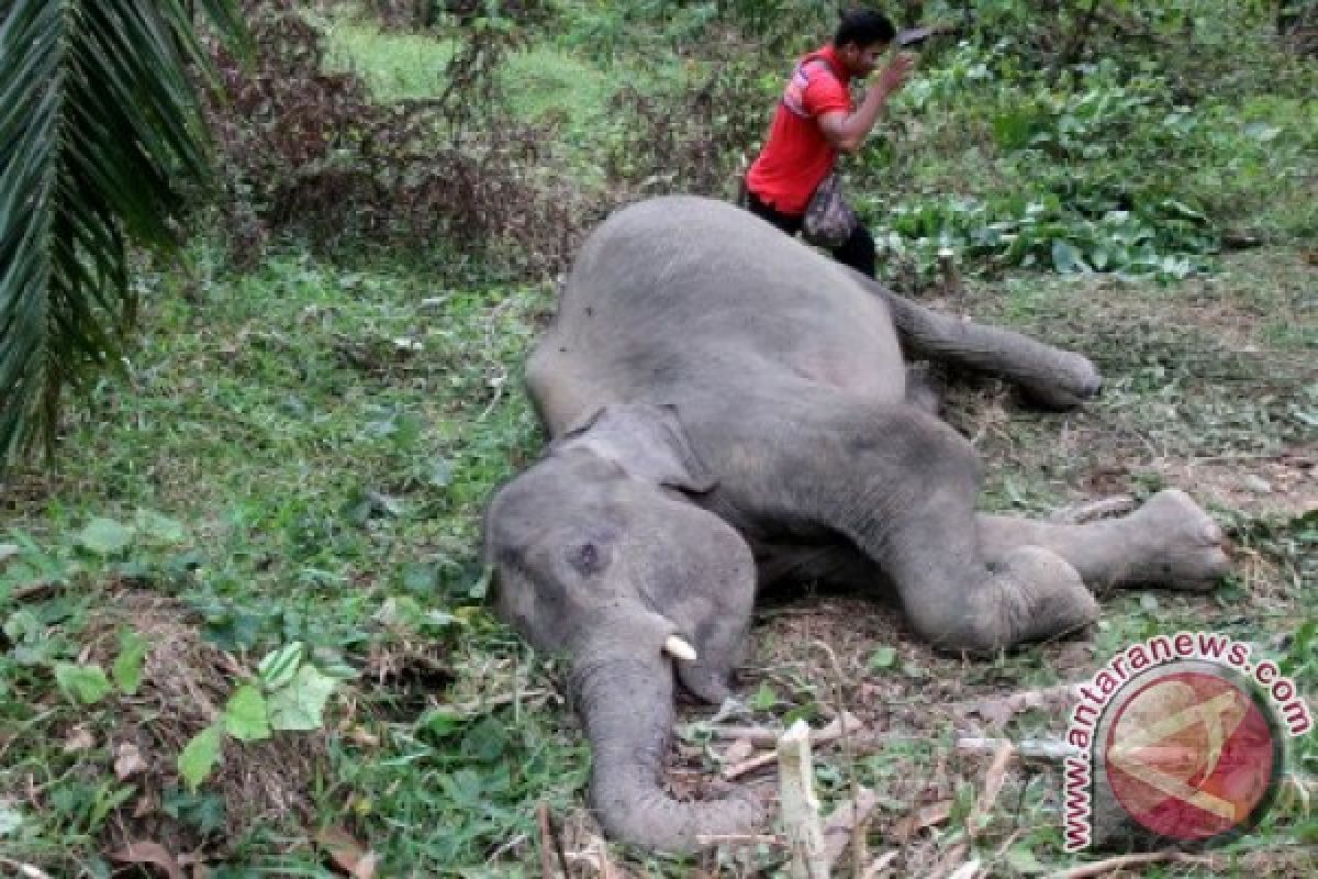 Seekor gajah ditemukan mati di Aceh Besar