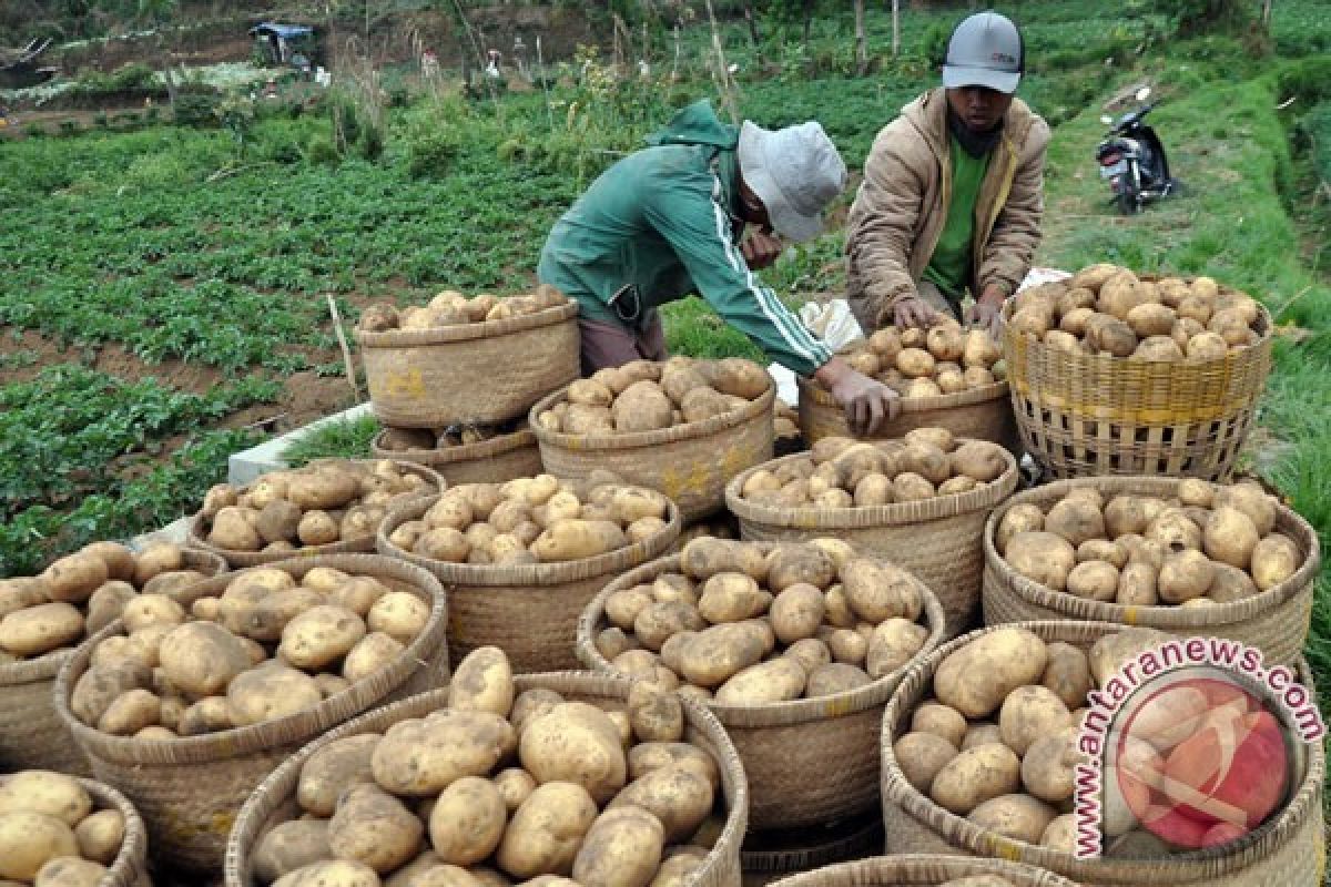 Bibit Unggul Terbatas, Produktivitas Petani Kentang Rendah