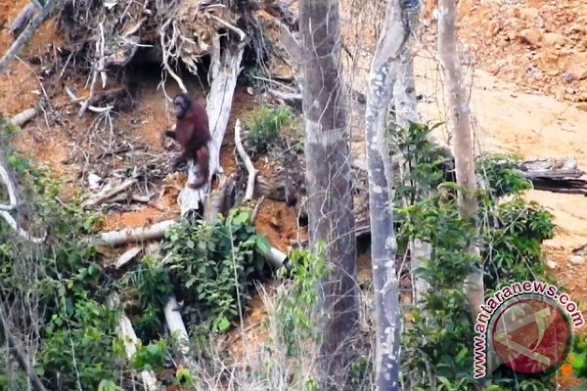 Polres Kutai Timur Selidiki Temuan Bangkai Orangutan