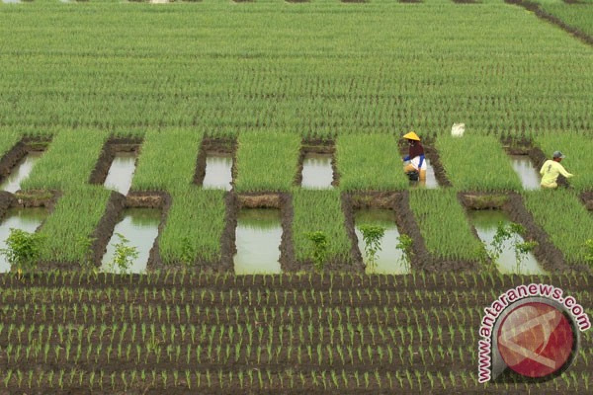 Sebanyak 970 hektare sawah di Jambi diasuransikan