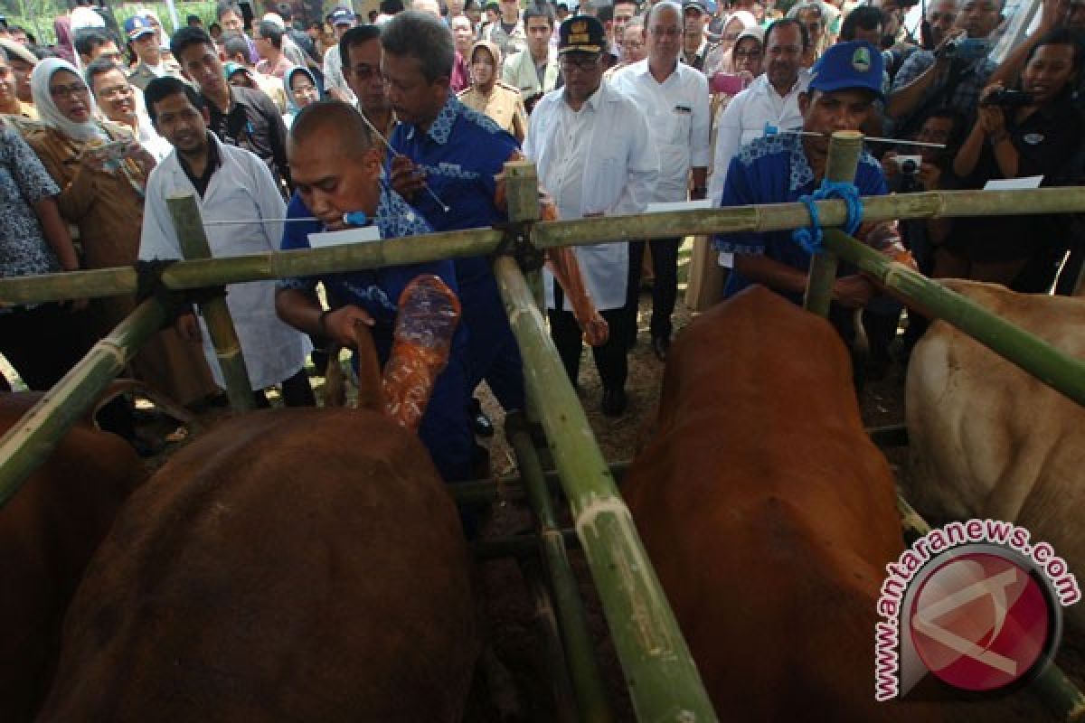 Artificial insemination for 2,000 female cows in Karawang