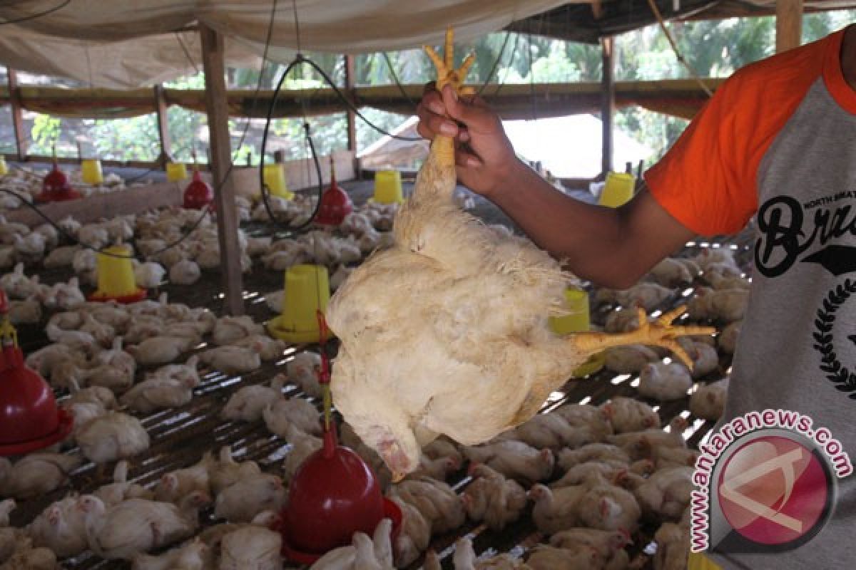 Ratusan ayam mati di Rejang Lebong terindikasi terserang flu burung