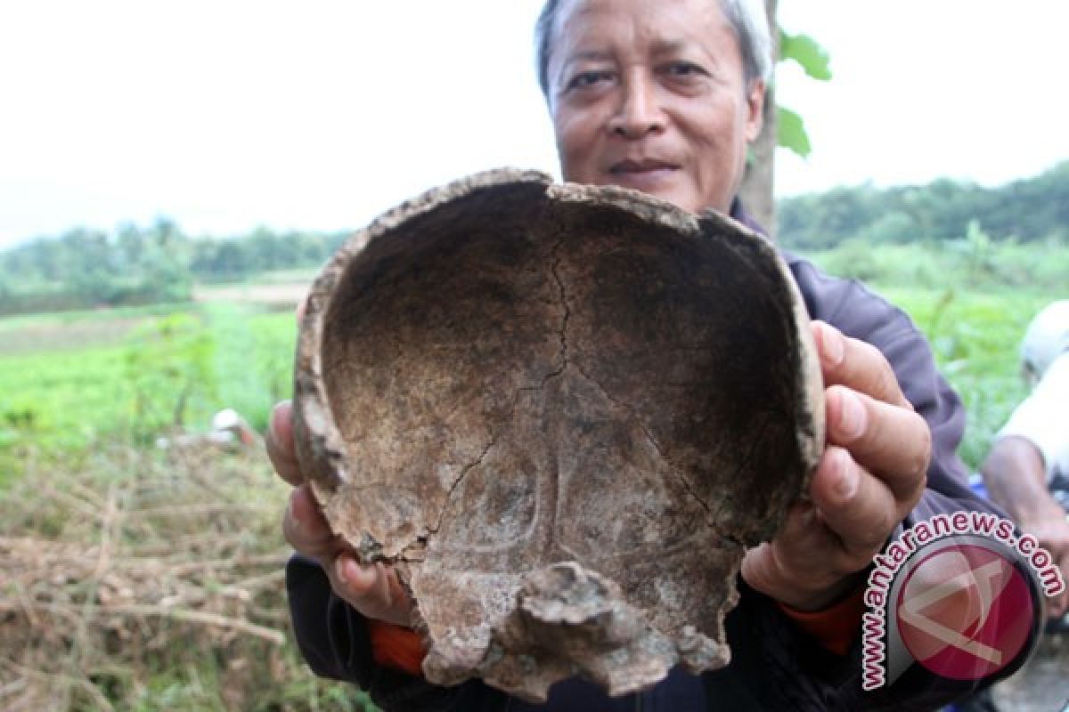Petani hutan Ngawi temukan fosil binatang purbakala