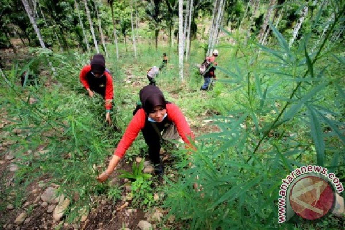 Polisi tangkap petani tanam ganja di Nagan