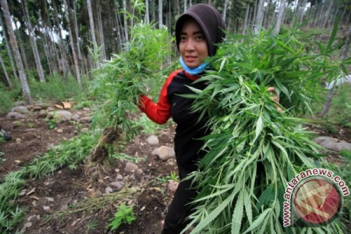 BNN Aceh fokuskan program pengalihan tanaman ganja