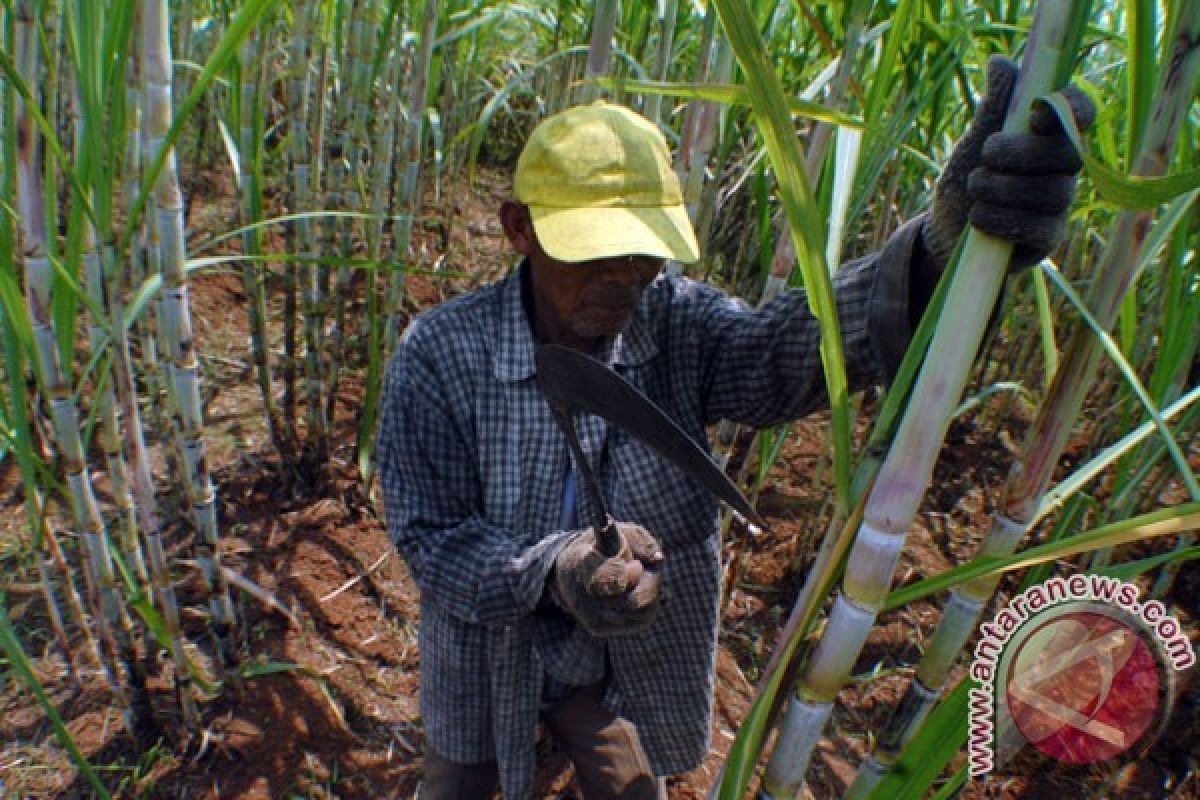 Petani Beralih Tanaman, Lahan Tebu di Boyolali Menyusut