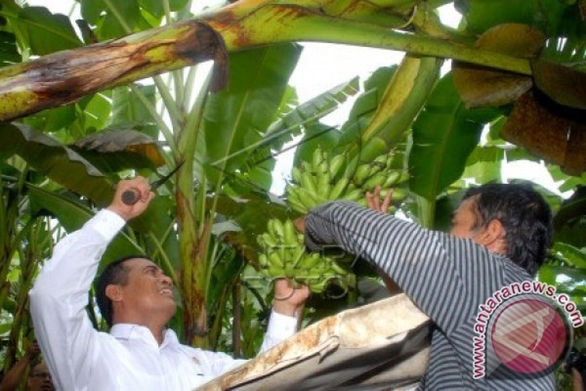 Mentan Apresiasi Ppoduksi Pisang Sukabumi