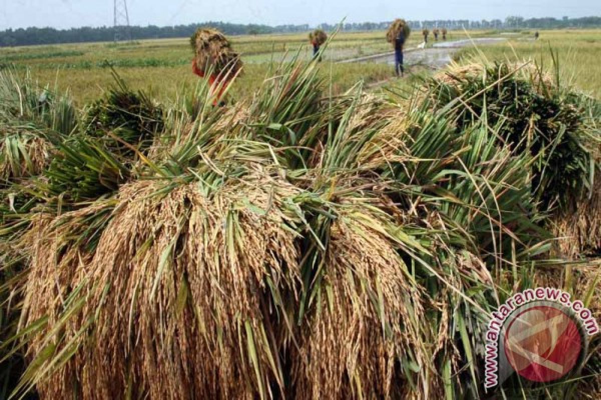 Harga Beras di Bojonegoro Merangkak Naik