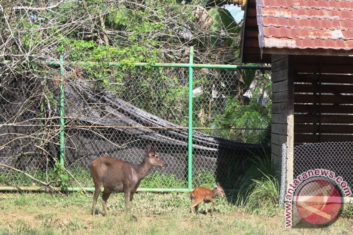 Rusa Sambar Di Penangkaran Melahirkan 