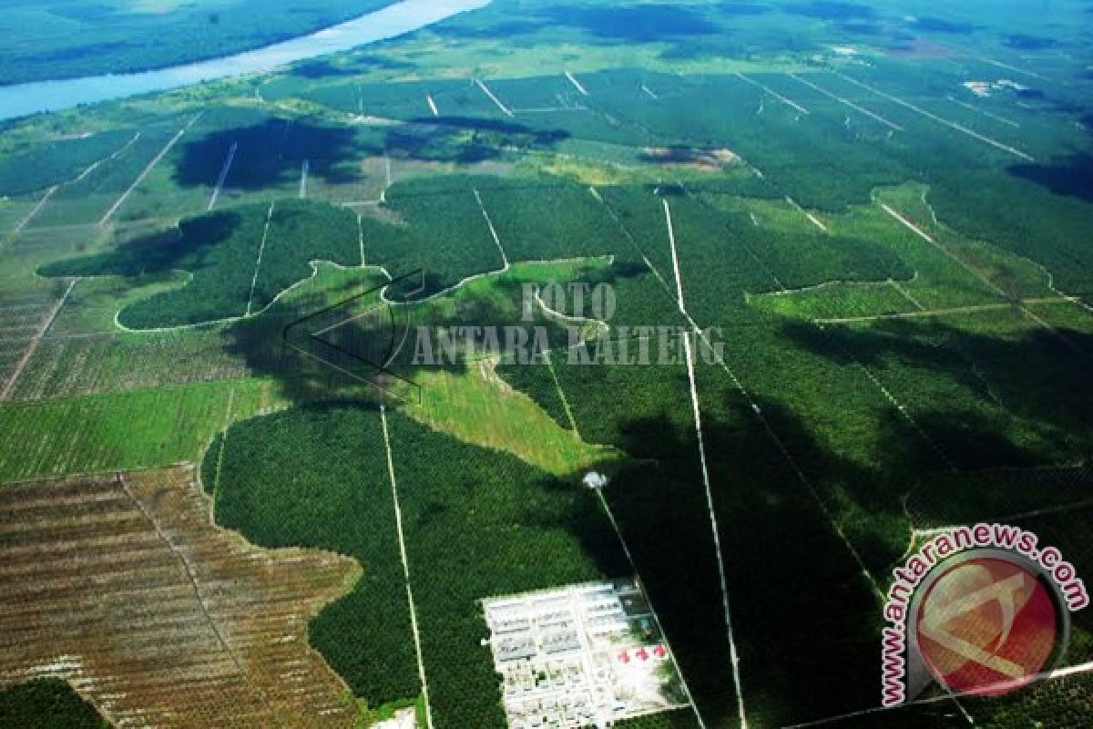 112 Perusahaan Kuasai Jutaan Ha Hutan Kalteng 