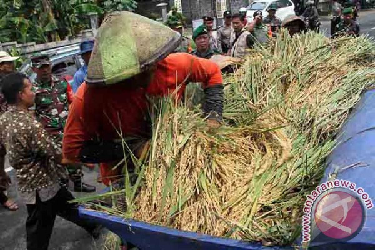 Bulog Gandeng TNI Cegah Tengkulak Serap Gabah