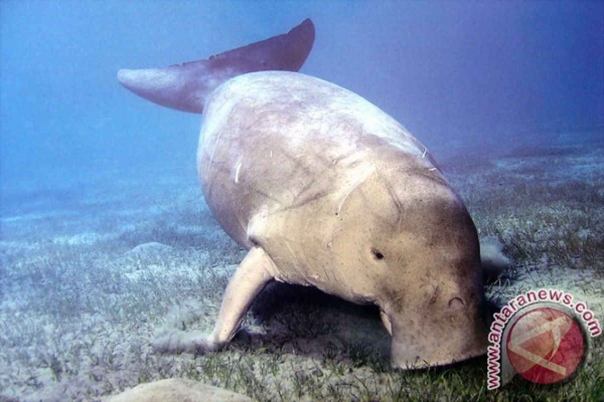 Indonesia dapat hibah Rp11 miliar lestarikan dugong