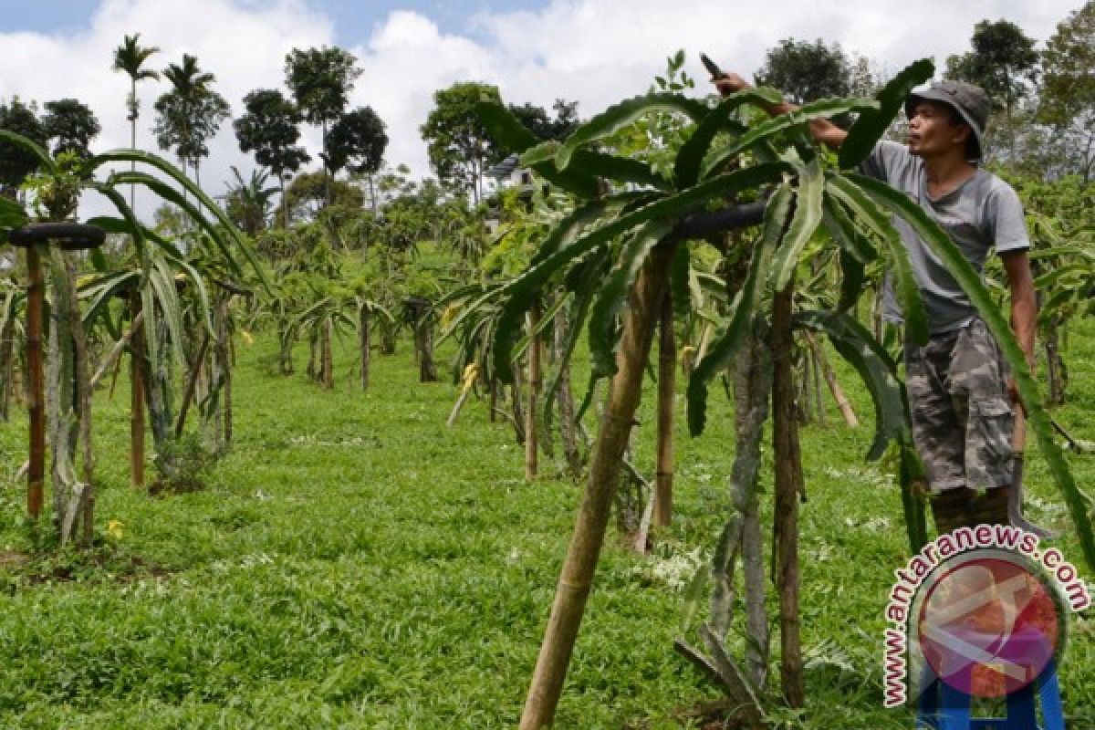 Koto Singkarak Sentra Buah Naga Solok