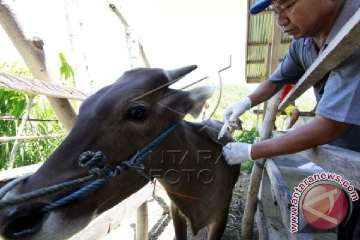 Puluhan Sapi Gorontalo Diberi Vaksin Dan Vitamin