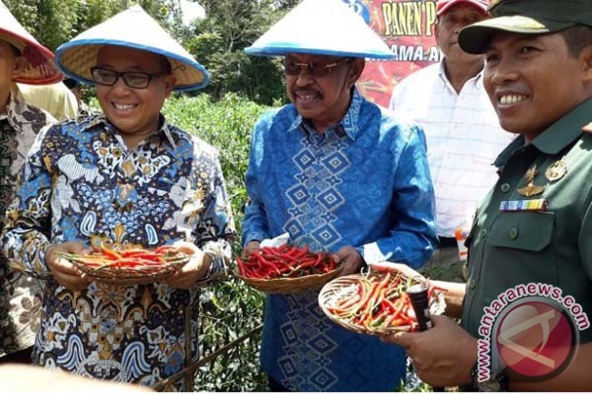 Bupati Sinjai panen perdana cabai merah