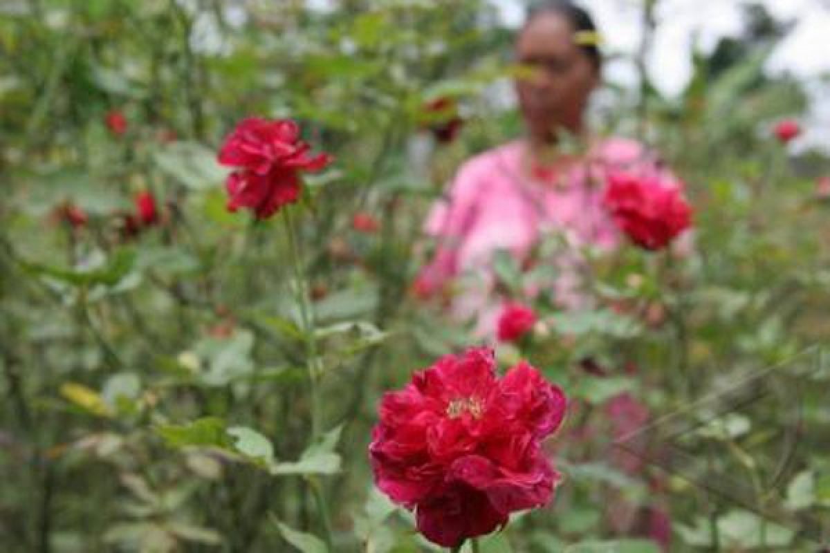 Petani Dieng Rintis Pengembangan Industri Bunga Mawar