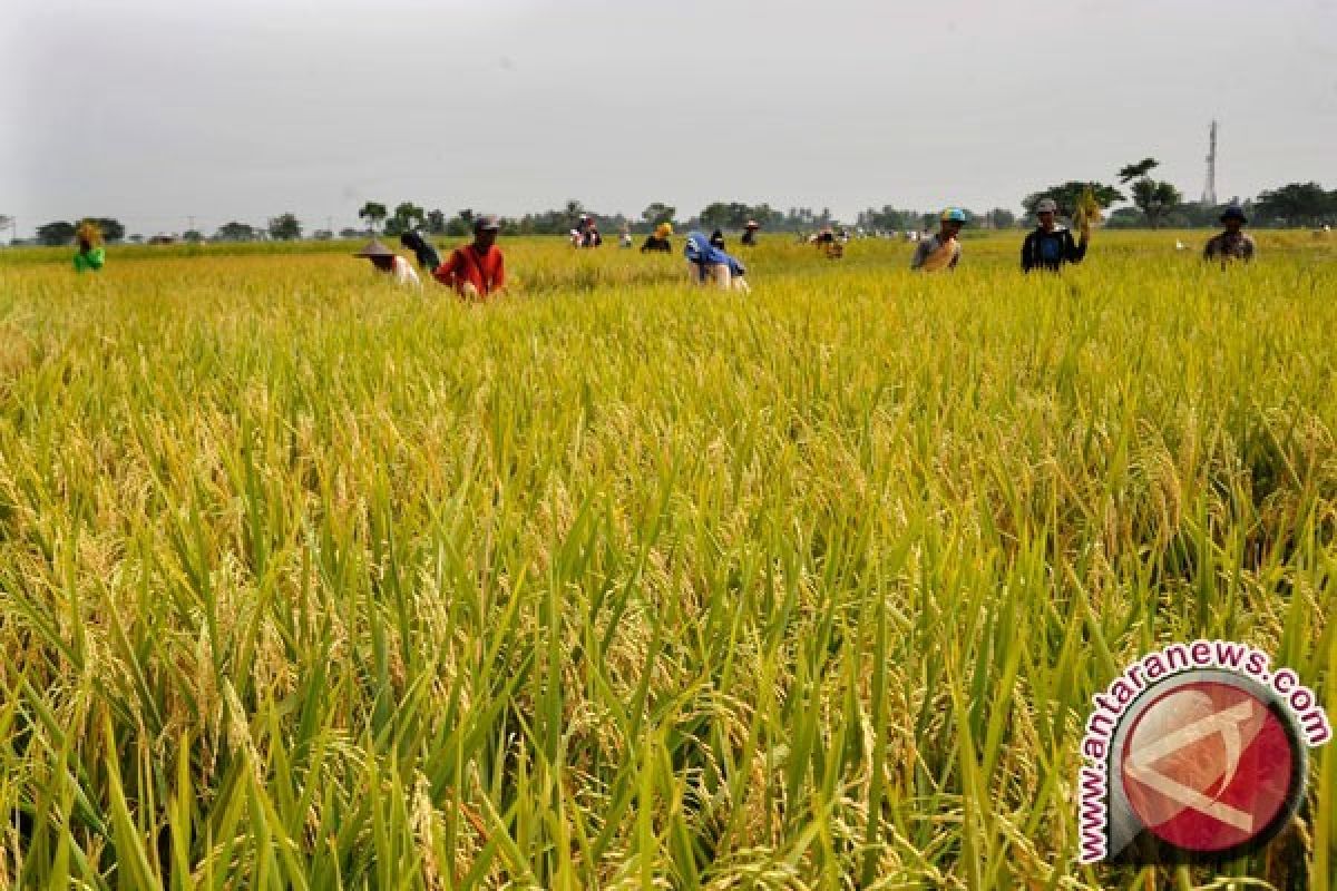 Produksi Padi Banten Meningkat 143.114 Ton